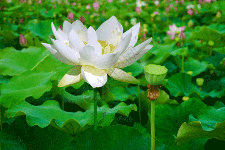 盛开的莲花GIF图片