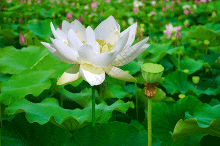 南沙湿地莲花盛开的莲花gif高清图片