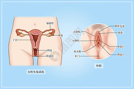 女性生殖系统和外阴医疗插画图片