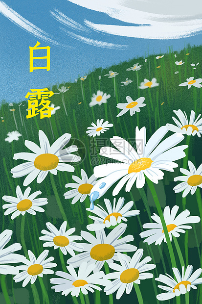 白露时节的雏菊花丛图片