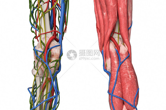 腘窝淋巴结图片