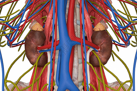 肾上腺图片