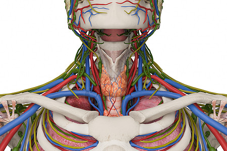 甲状腺血管图片