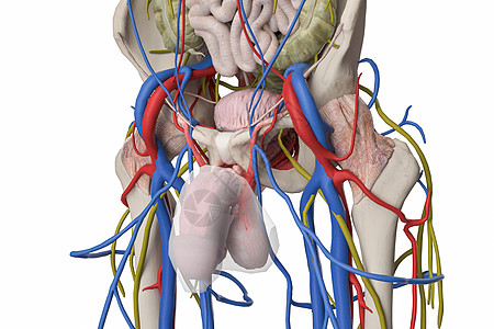男性生殖器阴茎筋膜设计图片