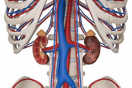 男性肾血管图片