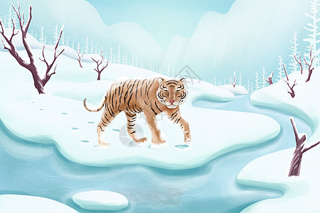 在雪地中行走的老虎图片