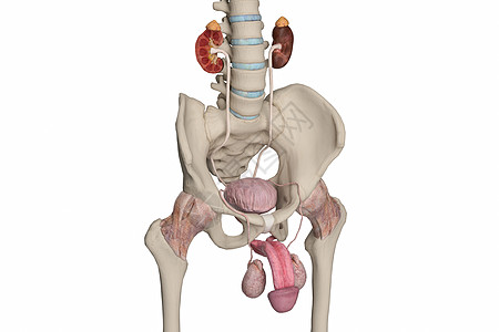 男性泌尿系统高清图片