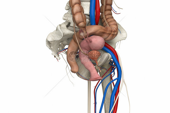 女性盆部图片