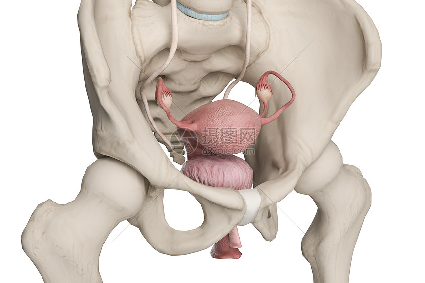 女性膀胱和子宫图片
