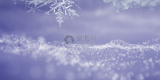 长春花蓝雪花背景图片