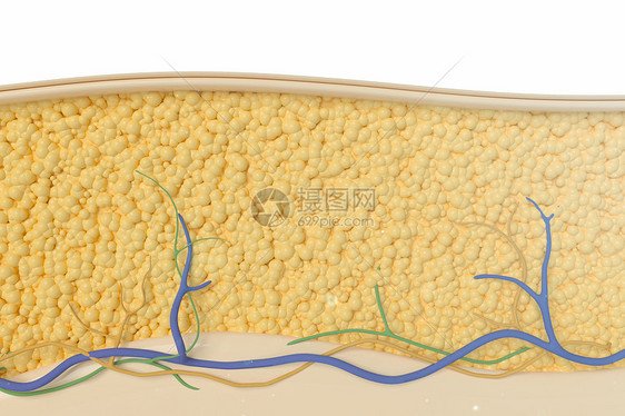三维脂肪层模型图片