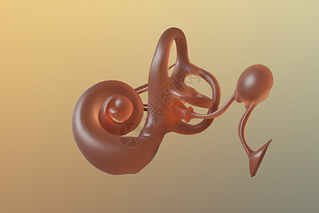三维耳蜗模型图片