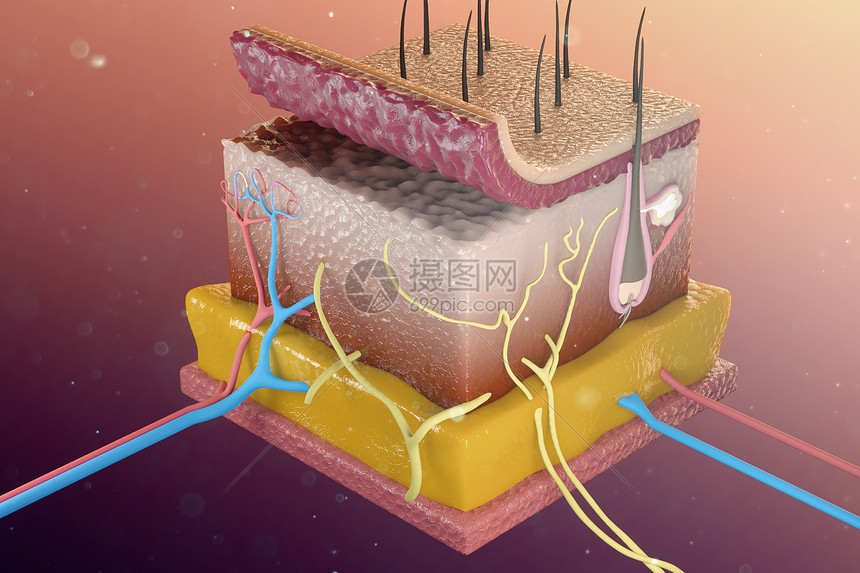 三维皮肤解剖模型图片