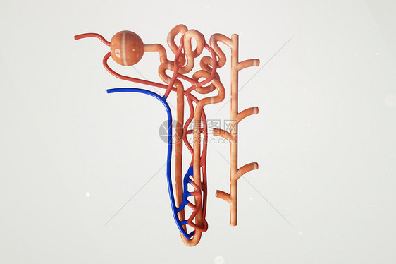 三维简约肾单位模型图片