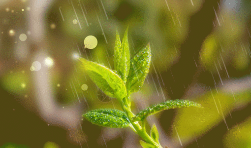 雨水发芽雨水GIF高清图片