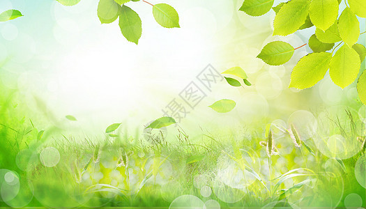 绿叶纷飞春天背景图片