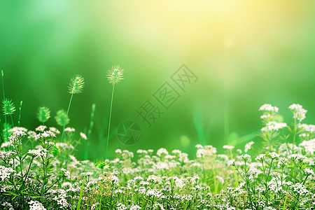 青花纹样唯美青花草春天背景设计图片