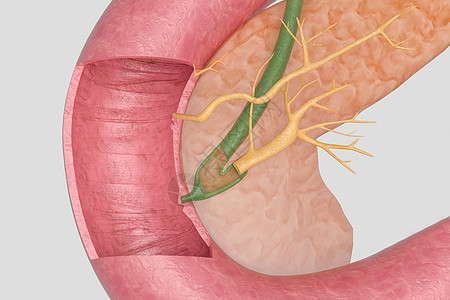 胰腺解剖人体结构胃管高清图片