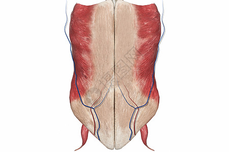 女性腹部图片