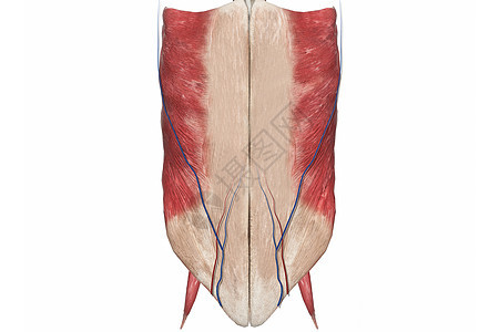 男性腹部图片