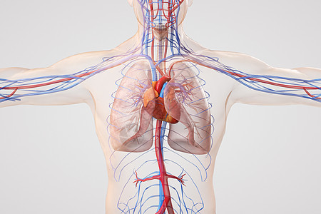 呼吸循环系统图片