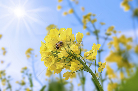 油菜花背景图片