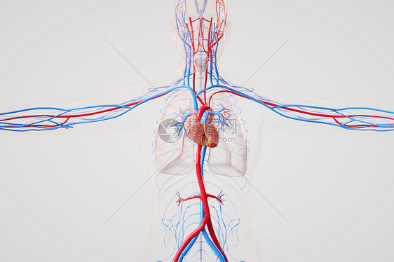 心肺循环系统图片