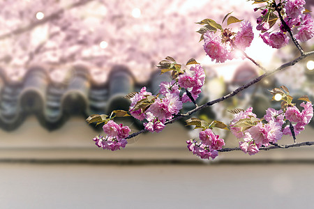北京樱花盛开唯美樱花春天背景设计图片