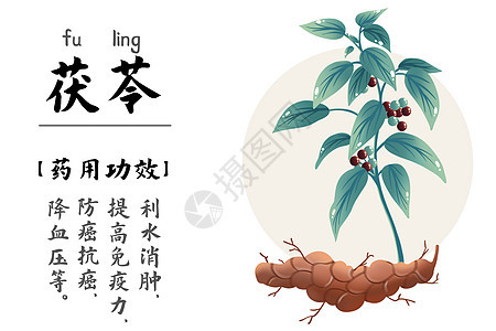 中医药材茯苓中国国医节插画图片