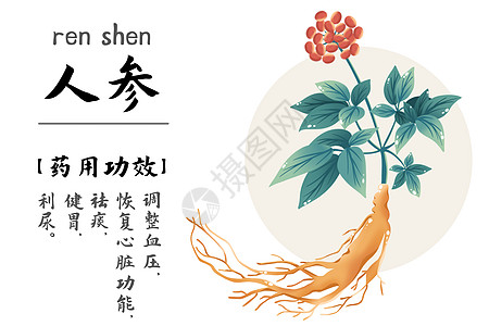 人参包装中医药材人参国医节插画插画