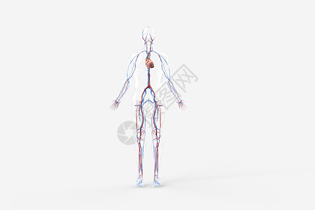 毛细血管扩张三维心血管系统设计图片