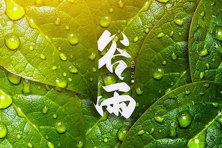 清新绿意谷雨图片