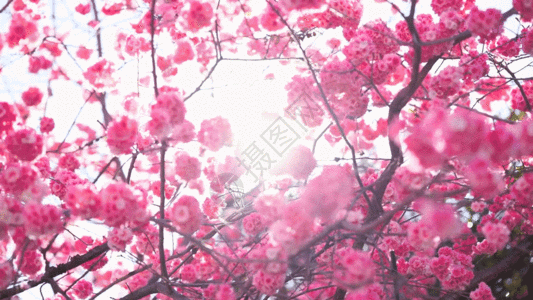 实拍春日阳光明媚透过樱花风光GIF图片