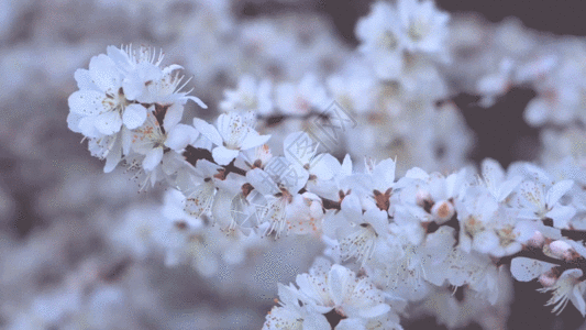 实拍春暖花开唯美特写白色樱花盛开GIF高清图片