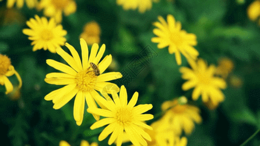 实拍升格初夏小雏菊上蜜蜂采蜜空镜头实拍GIF图片