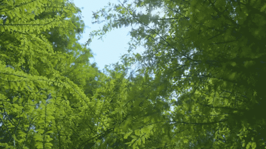 云南春天池杉逆光唯美绿色树木生长GIF图片