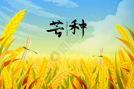 小麦麦田芒种图片