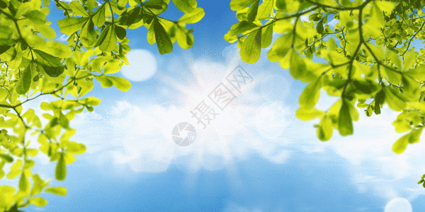 大气树叶蓝色天空gif动图图片