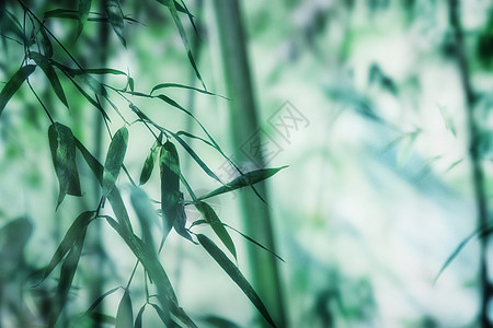 竹子特写绿色大气竹纹背景设计图片