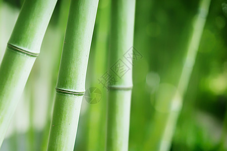 竹子特写绿色唯美大气毛竹竹纹背景设计图片