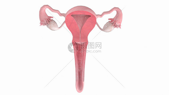 子宫-阴道冠状面图片