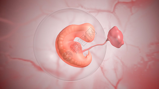胎儿发育：第四周图片