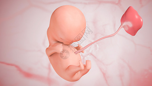 胎儿发育：第八周图片