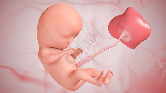 胎儿发育：第九周图片