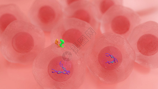 HER2阳性乳腺癌01人类表皮生长因子受体图片