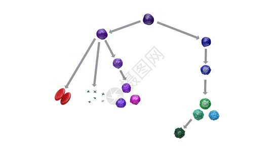 造血干细胞血细胞图谱设计图片