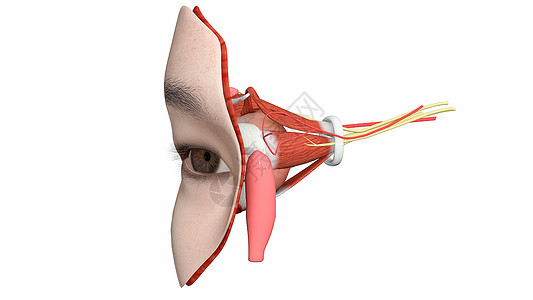 眼部局部解剖高清图片