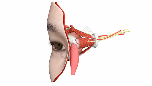 眼部局部解剖图片