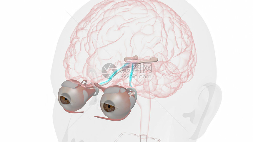 眼球运动的正常视觉通路图片