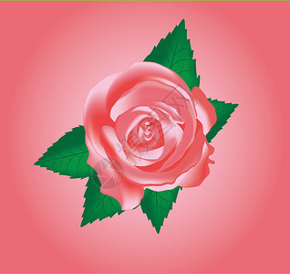 矢量粉红玫瑰图片